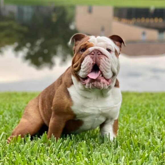 Meet your Posher, Bouncer - Picture 1 of 3